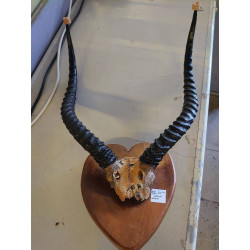 PAIRE DE CORNES DE GAZELLE