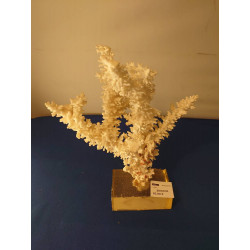 CORAIL