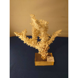CORAIL