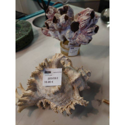 COQUILLAGE