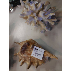 COQUILLAGE