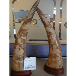 PAIRE DE CORNES DE BUFFLES...